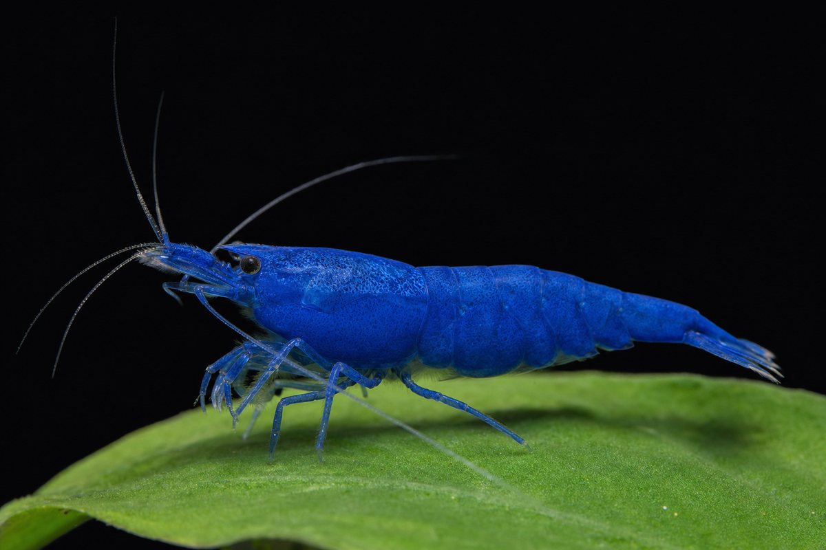 Blue Dream shrimp — illustration of the shrimp we sell, side-on on a black background