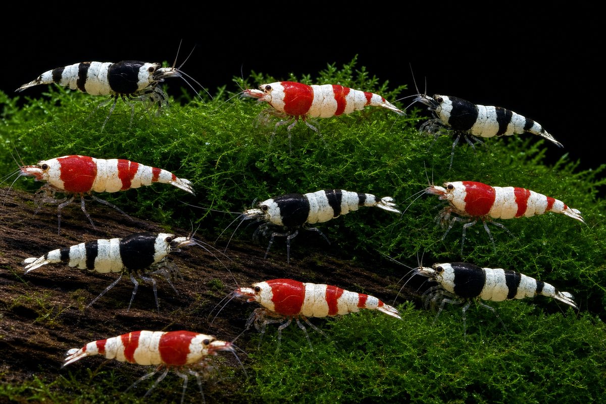 Caridina Starter — illustration showing the 10 shrimp in this bundle