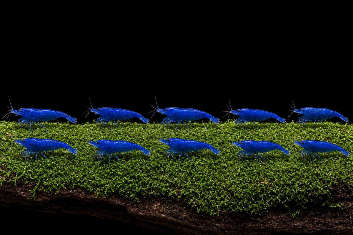Blue Dream Breeder 10 — illustration showing the 10 shrimp in this bundle