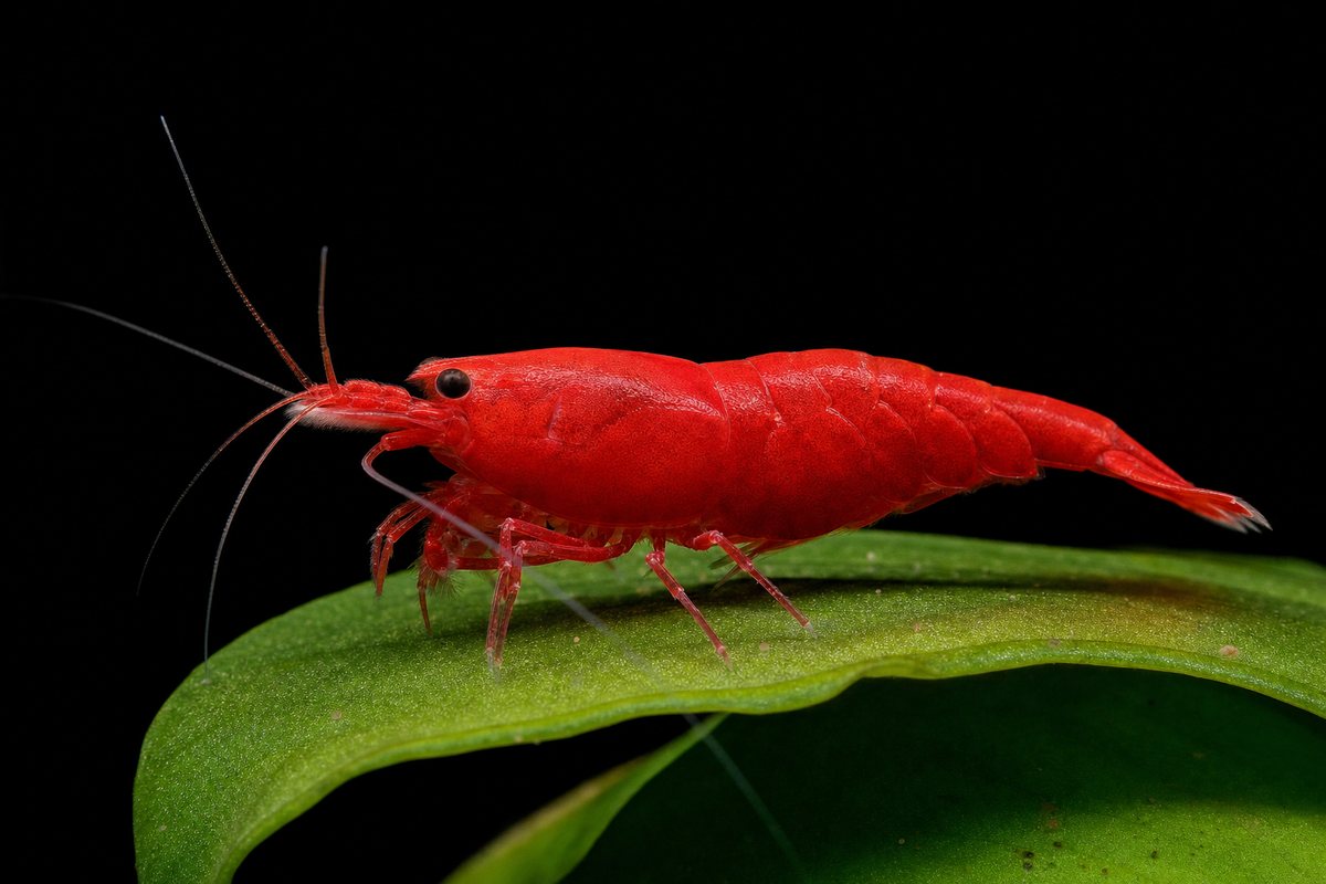 Cherry Red shrimp — illustration of the shrimp we sell, side-on on a black background