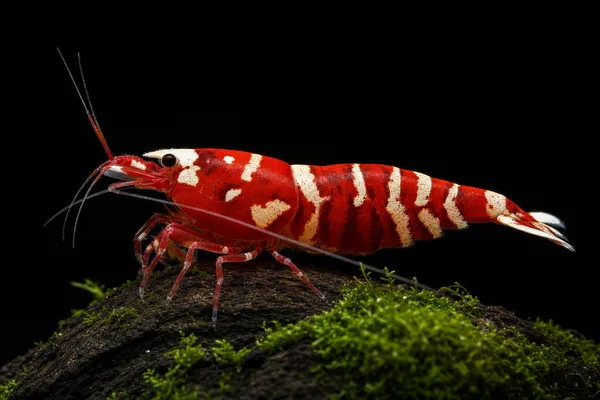 Fancy Red Tiger (illustration)