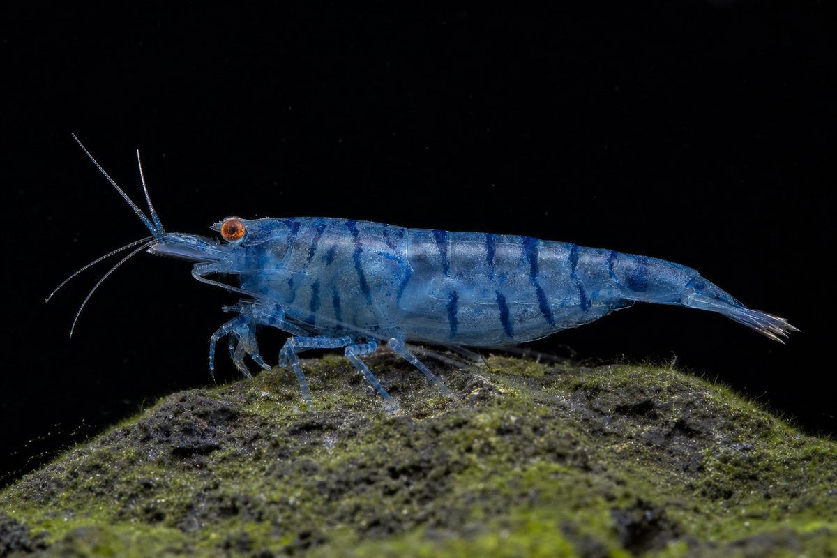 OEBT Blue Tiger shrimp — illustration of the shrimp we sell, side-on on a black background