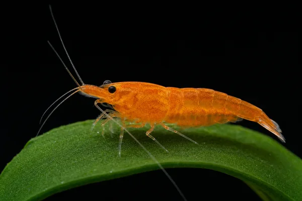 Orange Cherry (illustration)