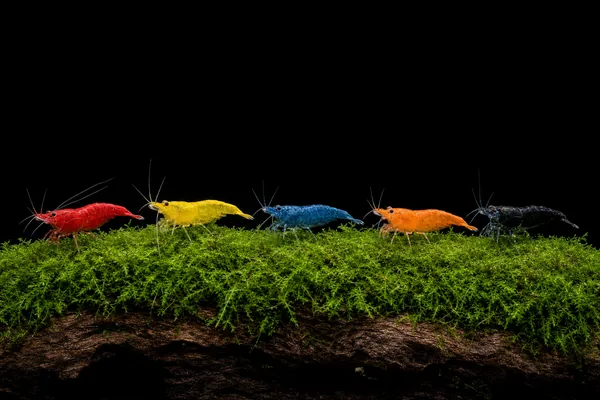 Skittles Mix (illustration)
