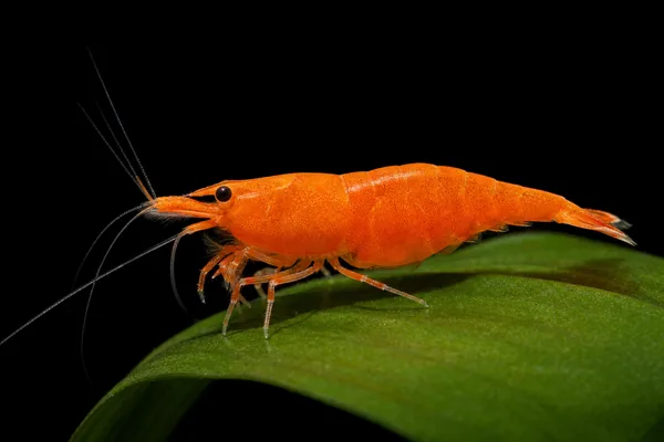 Sunkist (illustration)