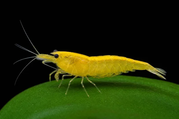 Yellow Cherry (illustration)